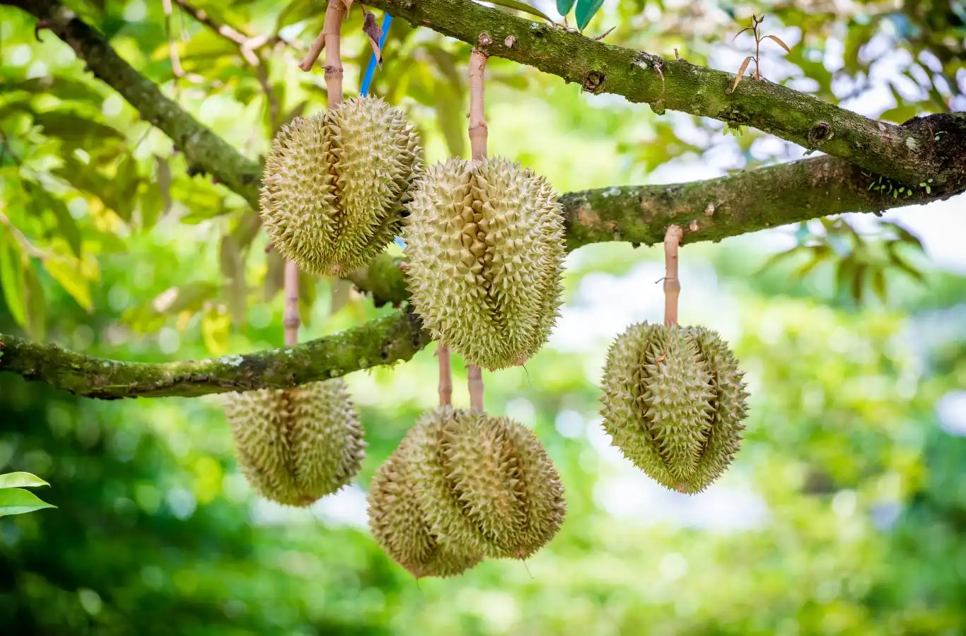 Ăn sầu riêng có béo không? Sầu riêng có bao nhiêu calo? Ăn sầu riêng có beo không