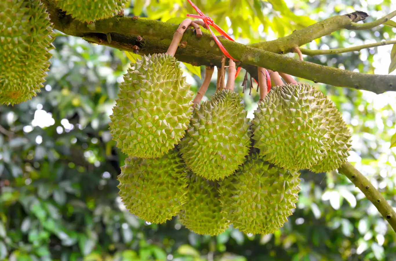 Ăn sầu riêng có tốt không? 10 lợi ích tuyệt vời của sầu riêng Ăn sầu riêng có tốt không