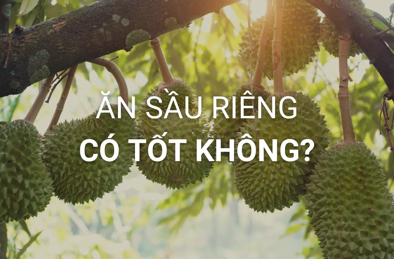 an sau rieng co tot khong thumb